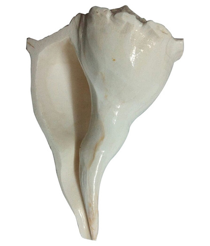 Dakshinavarti Shankha