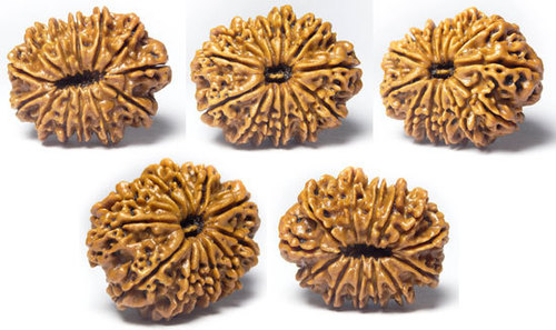 Terah Mukhi Rudraksh