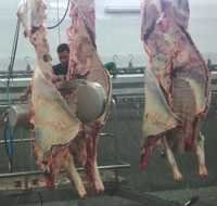Buffalo & Sheep goat slaughterline