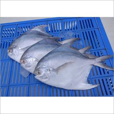 Pomfret Fish