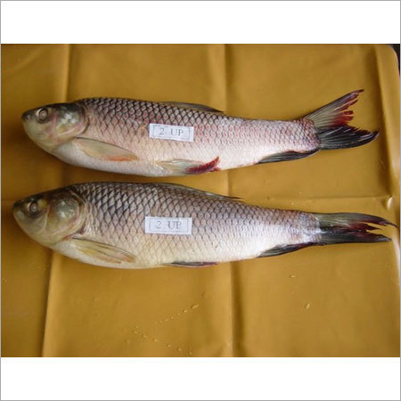 Frozen Rohu Fish