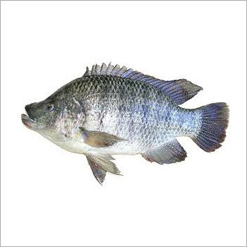 Fresh Rohu Fish