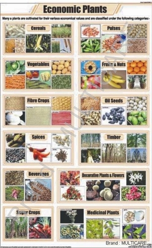 Economic Plants Chart