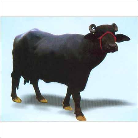 Indian Murrah Buffalo