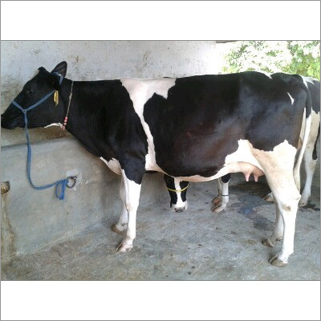 Black & White Hf Cow