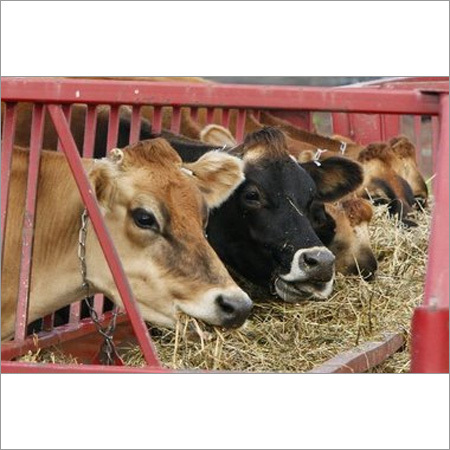 Jersey Cattle