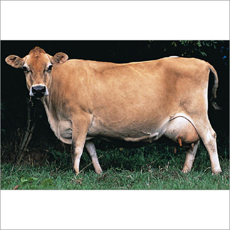 Jersey Crossbreed Cow
