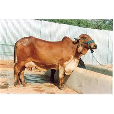 Indian Sahiwal Cow