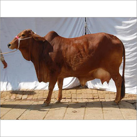 Livestock Sahiwal Cow