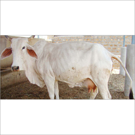 Tharparkar Cow 