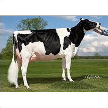 Hf Bull