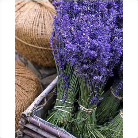 Lavender Oil