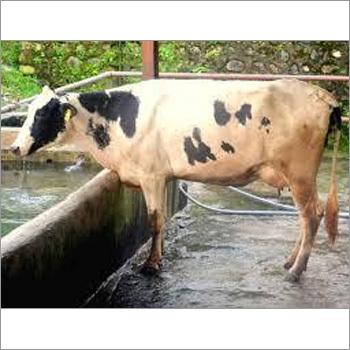 Karan Swiss Cow