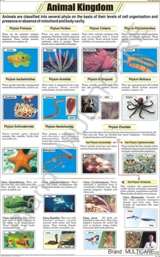 Animal Kingdom Chart - Art Paper 58x90 cm Multicolor, Laminated Double-Sided, Plastic Rollers, Glossy Finish