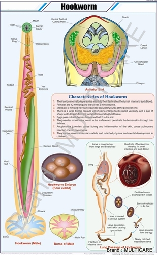 Hookworm Chart