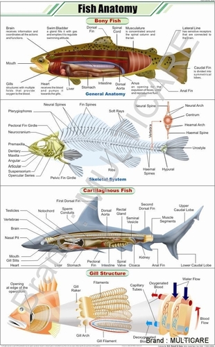 Fish Anatomy Chart - Art Paper 58x90 cm, Multicolored | Laminated Double Sided, Plastic Rollers, Educational Tool