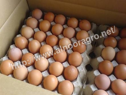 Broiler Hatching Eggs Broiler Hatching Eggs