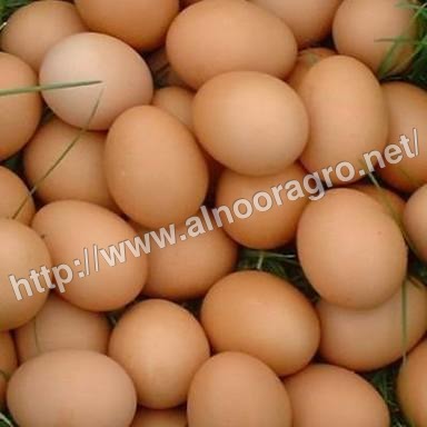 Pure Country Chicken Hatching Eggs Pure Country Chicken Hatching Eggs