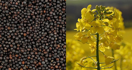 Rape Seed Specification