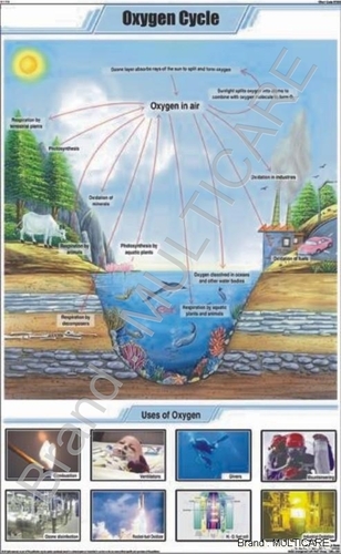 Oxygen Cycle Chart