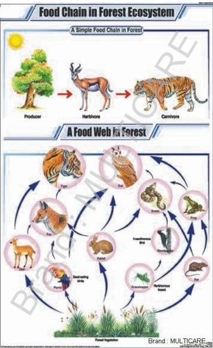 Food Chain In Forest Ecosystem Chart