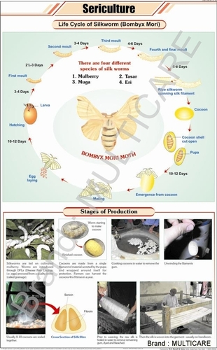 Sericulture Chart