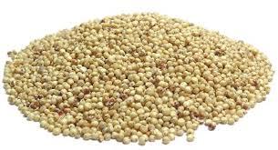 Yellow Sorghum