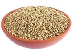 Spiked Millet