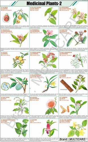 Medicinal Herbs Chart Plants Uses