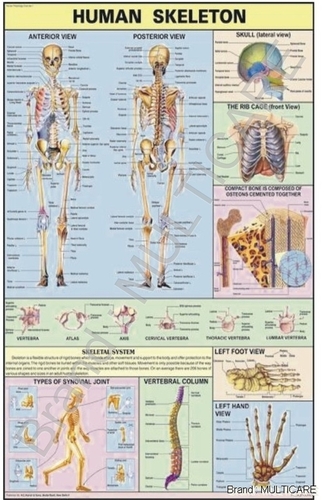 Human Skeleton Chart