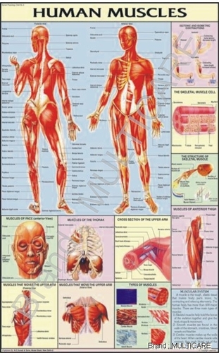 Human Muscles Chart