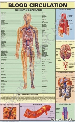 Blood Circulation Chart