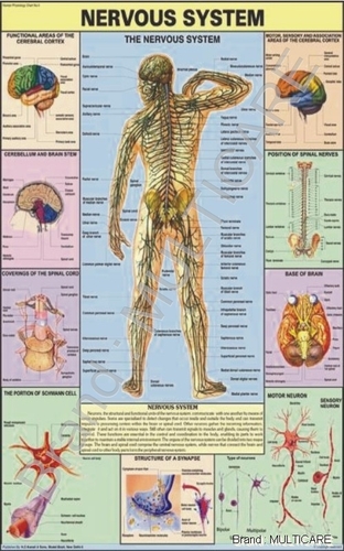 Nervous System Chart