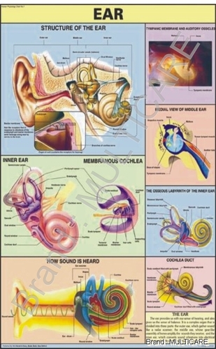 Ear Chart - Laminated Plastic 70x100 cm, Multicolor | Detailed Anatomy, Bilingual English/Hindi, Double-Sided