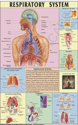 Respiratory System Chart - Laminated Plastic, 70x100 cm, Red | Bilingual English/Hindi, Detailed Diagrams, Clear Visuals
