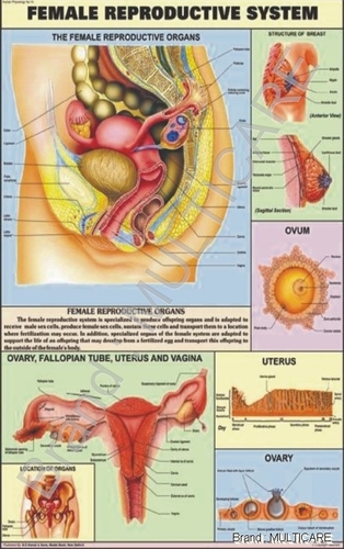 Female Reproductive System Chart - Laminated Plastic, 70x100 cm, English/Hindi, Detailed Anatomy
