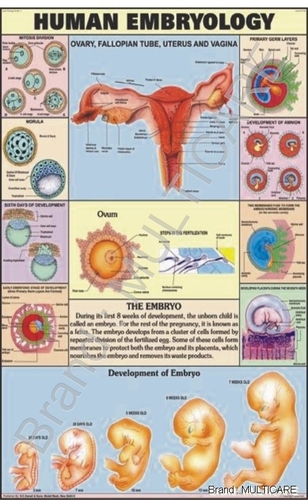 Human Embryology Chart - Plastic Film, 70x100 cm, Red | Laminated, Bilingual, Detailed Diagrams