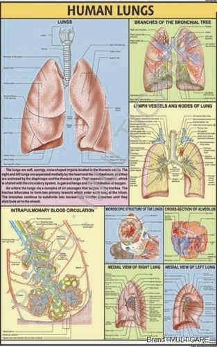 Human Lungs Chart - Synthetic 70x100 cms, Red | Detailed Anatomy, Clear Visuals, Educational Aid