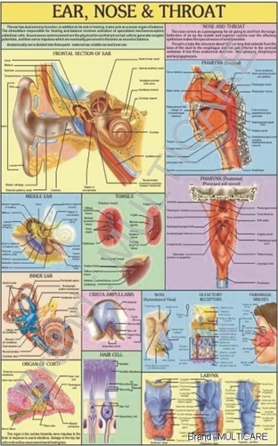 Ear, Nose, Throat Chart - Synthetic, 70x100 cms, Multicolor | Detailed Anatomy, Clear Visuals, Educational Tool