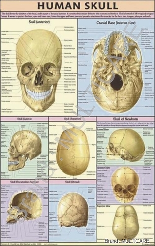 Human Skull Chart - Synthetic Material, 70x100 cms, Beige | Detailed Anatomy, Educational Tool, Clear Images
