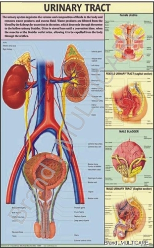 Urinary Tract Chart - Synthetic, 70x100 cms, Red | Detailed Anatomy, Clear Visuals, Educational Tool