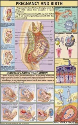 Pregnancy & Birth Chart - Synthetic 70x100 cms, Multicolor | Detailed Anatomy, Stages of Labor, Visual Learning