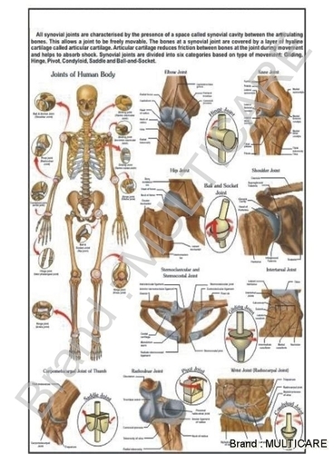 Movable Joints Chart