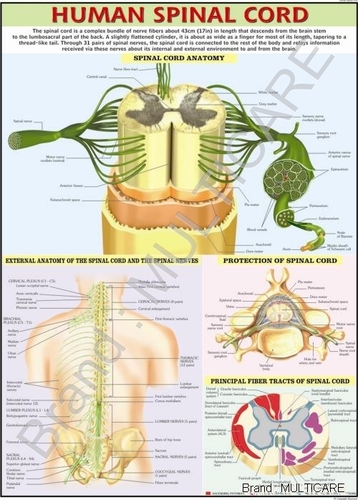 Human Spinal Cord Chart - Synthetic, 70x100 cm, Multicolor | Detailed Anatomy, Educational Chart, English Only