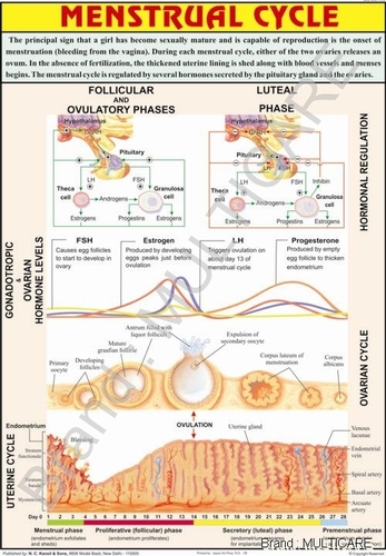 Menstrual Cycle Chart