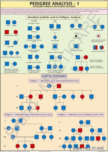 Pedigree Analysis Chart - Polyart Synthetic Paper, 70x100 cm, White | Educational Tool, Clear Standard Symbols, Sample Pedigrees, Durable Roll Print