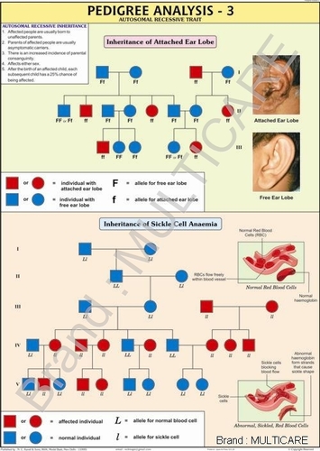 Pedigree Analysis Chart - Polyart Synthetic Paper, 70x100 cm | Clear Visuals, Detailed Diagrams, Educational Tool