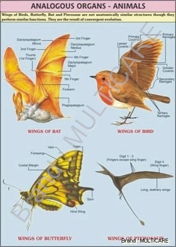 Analogous Organs Animals Chart - Polyart Synthetic Paper, 70 x 100 cm, Yellow | Educational Tool, Visual Learning, Detailed Diagrams, Comparative Study