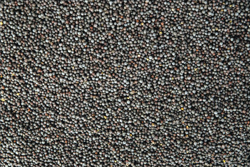 Credence Micro Black Seed