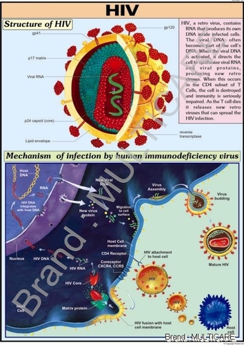 HIV Chart - Poly Art Synthetic Paper 70x100 cm, Glossy Lamination, Detailed Diagrams, Educational Tool